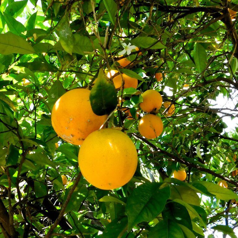 BEST DWARF FRUIT TREES TO GROW IN SAN DIEGO intelligence overview