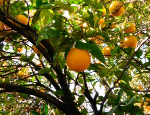 Commercial landscape maintenance services in Carlsbad