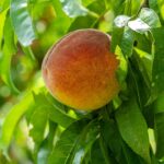 peach on tree 