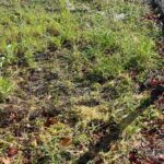 commercial landscaping Carlsbad