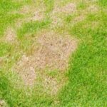 brown patch turfgrass disease