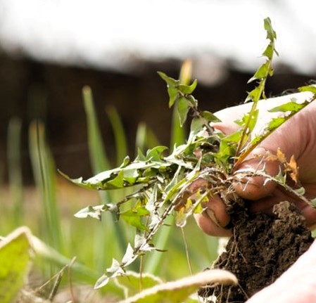 Commercial landscaping company in VIsta, CA