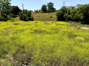 Weed abatement services San Marco, CA
