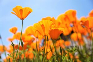California native plants