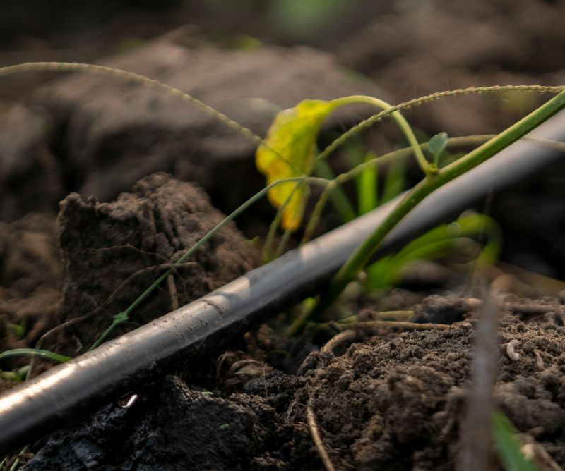 Vista, CA commercial landscape maintenance service  company