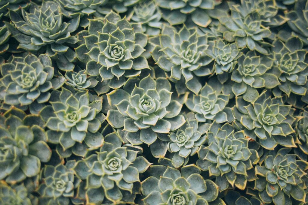 waterwise garden San Diego