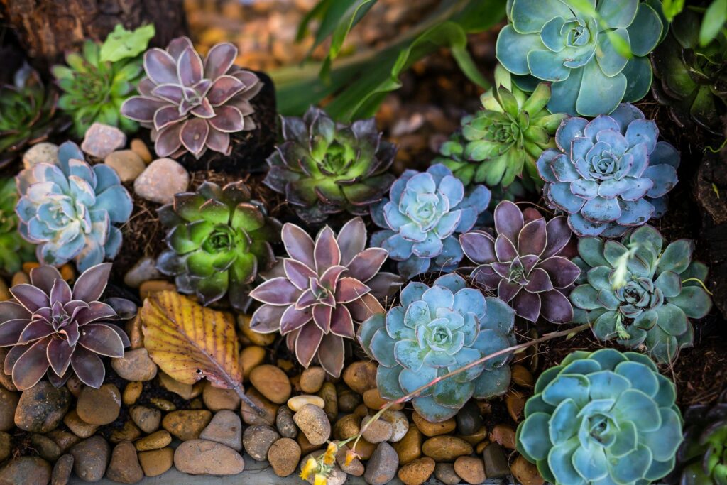 HOA Landscaping Company in Vista