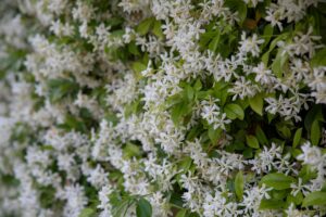 Vista HOA landscaper