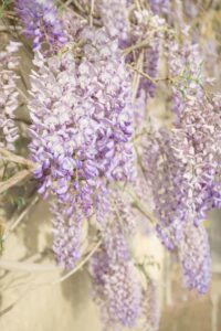 Vista Commercial landscaping company