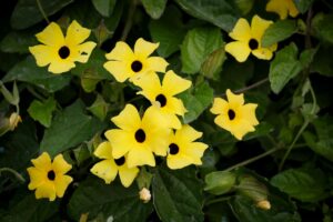 Vista commercial landscaping company