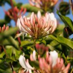 Carlsbad commercial landscaping company