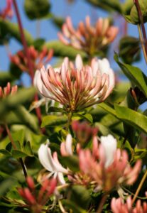 Carlsbad commercial landscaping company