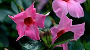 commercial landscaper in  Carlsbad, CA