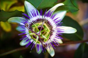 Carlsbad HOA landscaping company