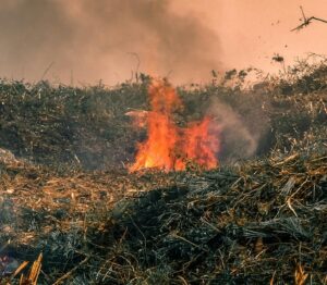 Vista, CA Weed abatement 