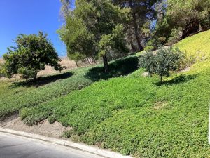 HOA landscape maintenance service Rancho Bernardo