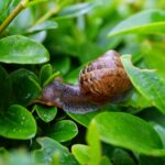 commercial landscape maintenance service in escondido