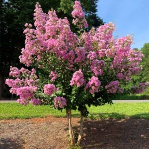commercial landscape maintenance in Carlsbad