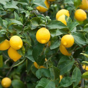 Carlsbad commercial landscape maintenance
