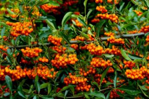 Carlsbad commercial landscape maintenance service