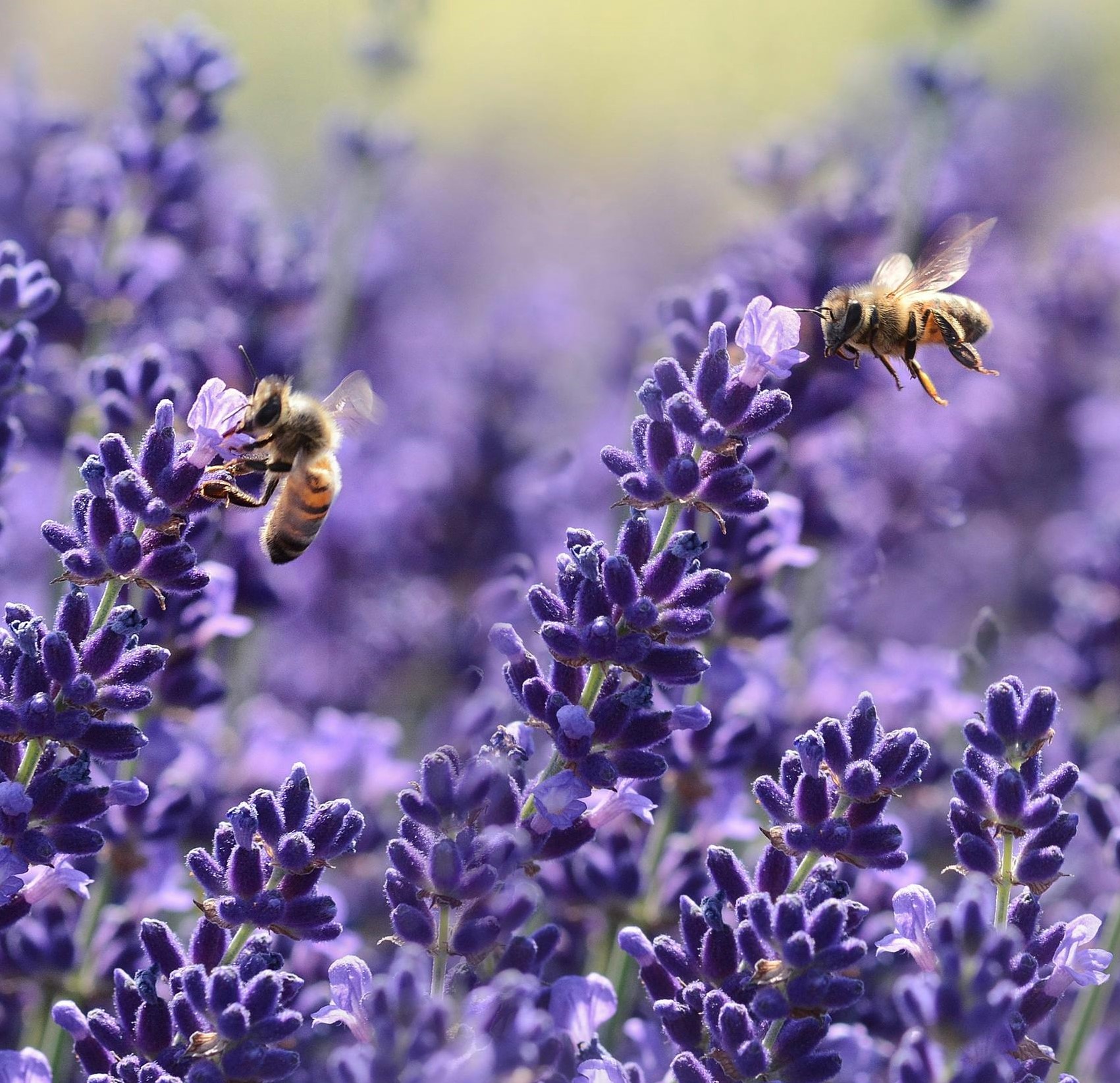 Vista commercial landscape maintenance service