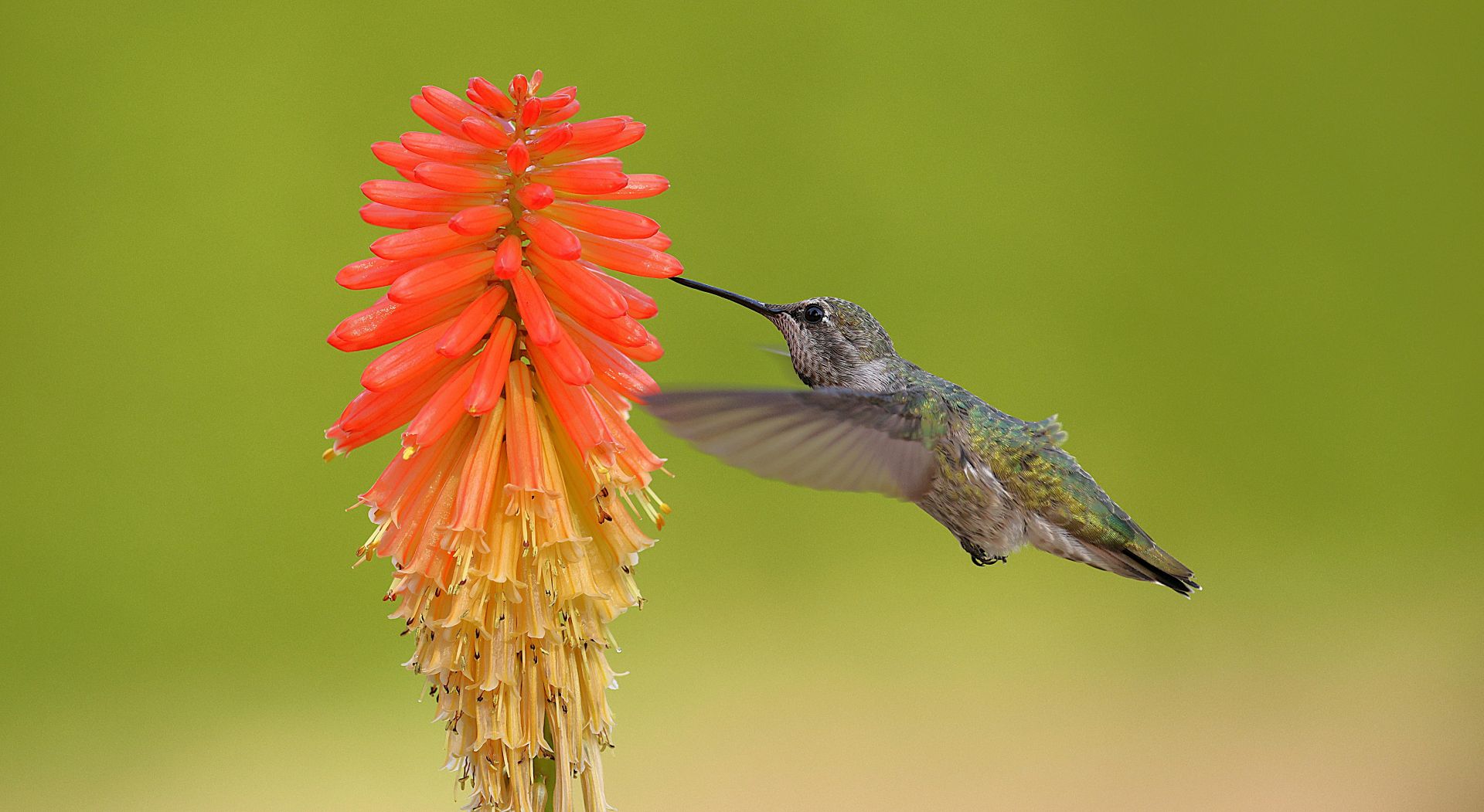 Commercial property landscape maintenance service Vista