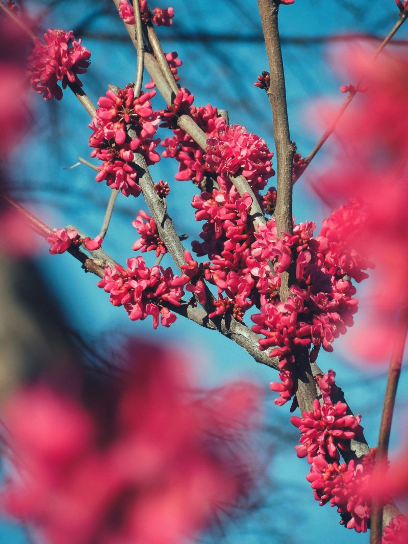 Weed removal service Escondido