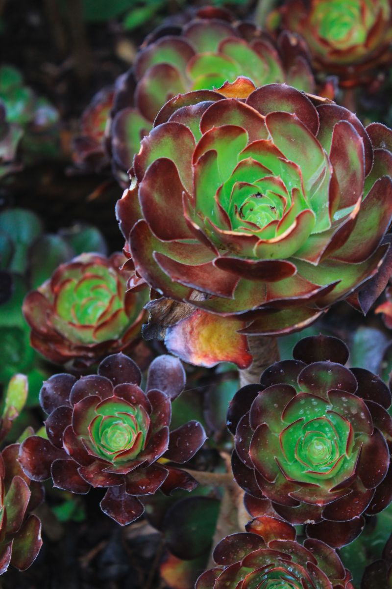 Commercial landscape maintenance service Oceanside