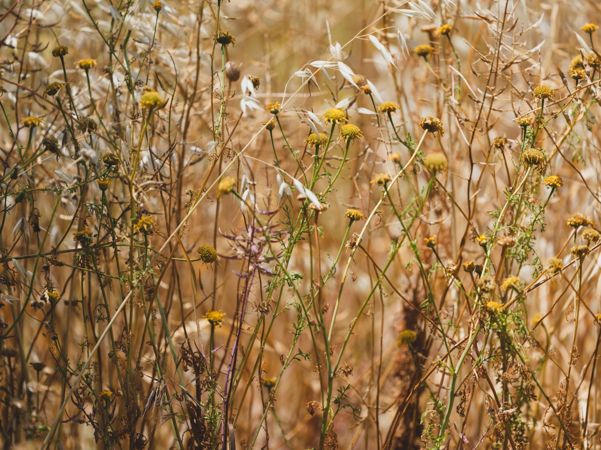 Commercial weed abatement San Diego