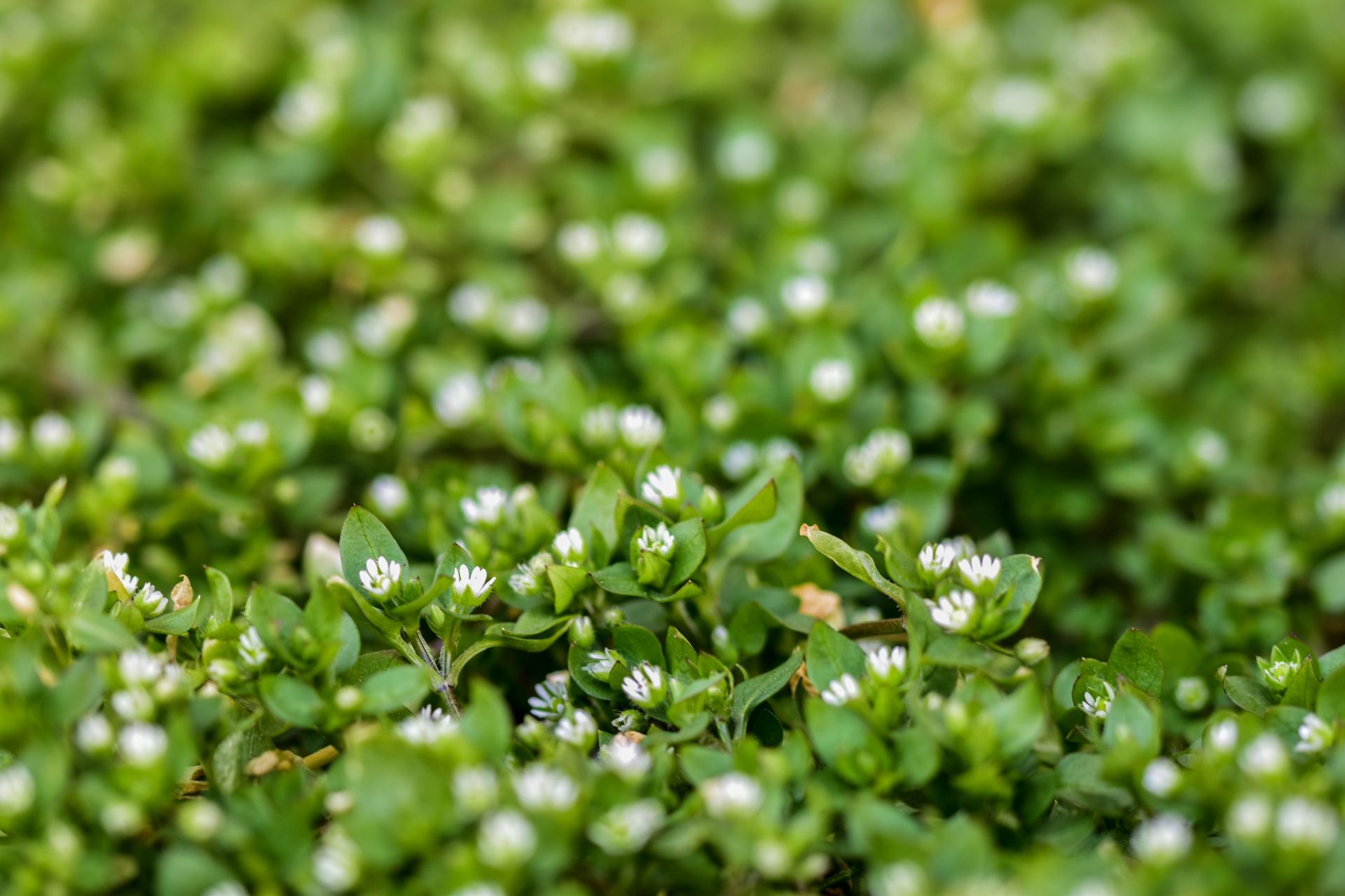 Oceanside HOA landscape maintenance service