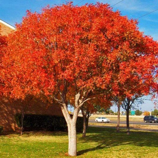 commercial landscape maintenance Vista