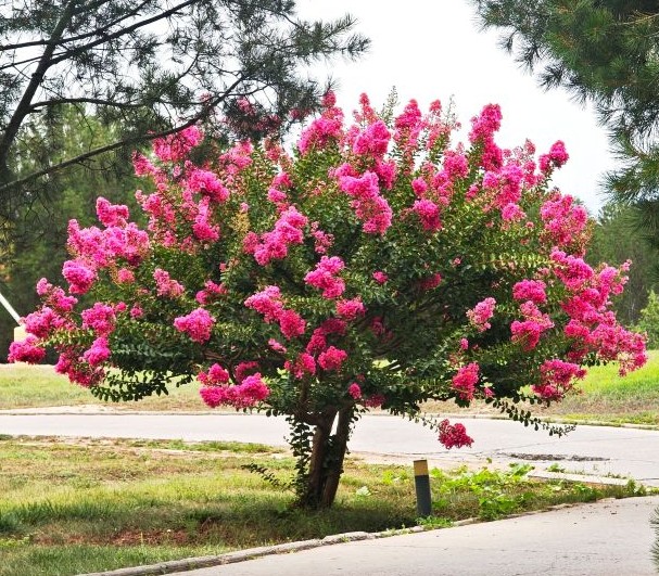 HOA landscape maintenance service Oceanside