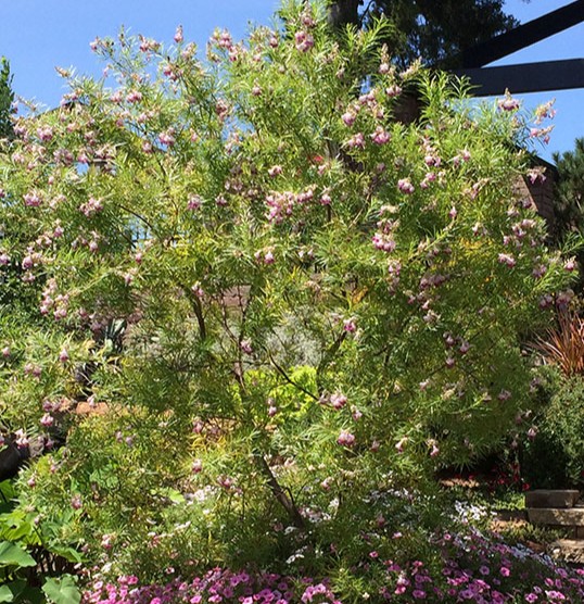 commercial landscape maintenance service Oceanside, CA