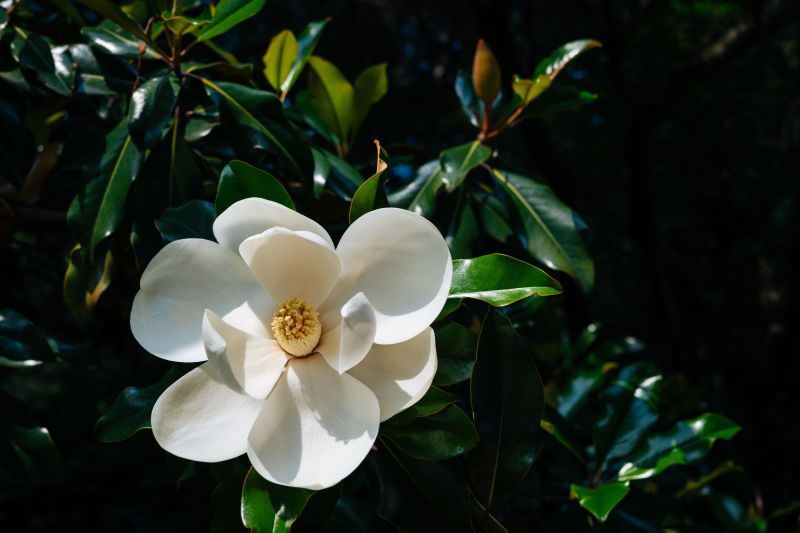 Vista HOA commercial landscape maintenance service