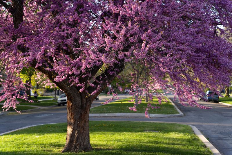 HOA landscape maintenance service Carlsbad