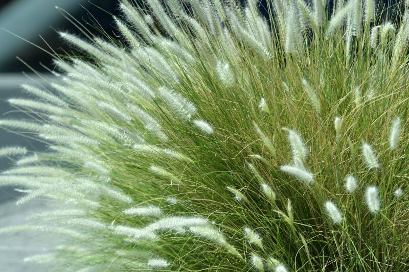 commercial landscape maintenance Vista