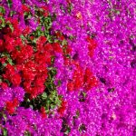 Commercial landscape maintenance company in Vista