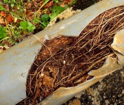 Carlsbad commercial landscape maintenance service