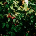 Carlsbad HOA landscape maintenance 