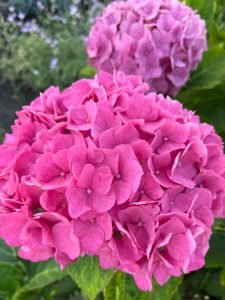 commercial landscape maintenance Carlsbad